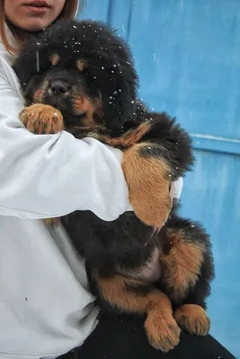 Тибетский мастиф: 800 $ - Собаки Житомир на Olx