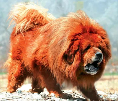 Тибетский мастиф — самая дорогая порода собак в мире