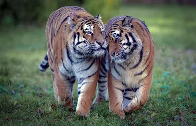 Тигр и тигрица любовь фото