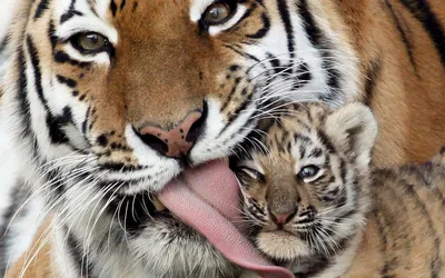 Тверской тигр Барсик нашёл любовь в Нижнем Новгороде и стал отцом | Пикабу