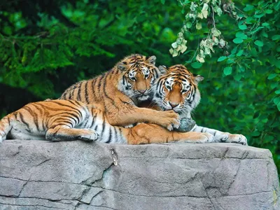 Фото Тигры Большие кошки животное