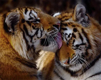 Картинки тигр Большие кошки животное