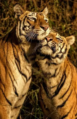 Влюблённые тигры | Пикабу