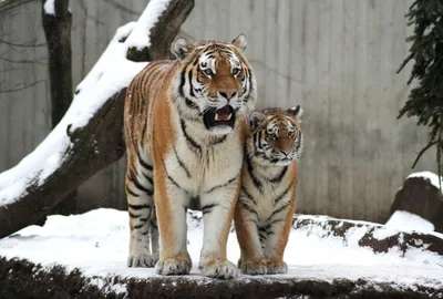Картинка Тигрица и тигренок на траве » Тигры » Животные » Картинки 24 -  скачать картинки бесплатно