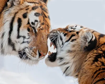 Влюбленные тигры - 42 фото