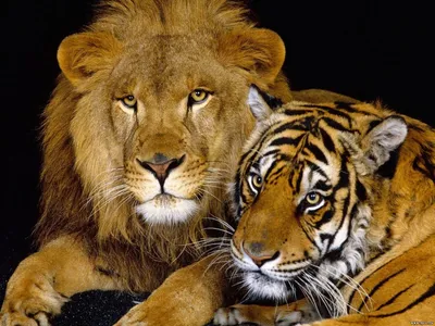 ⬇ Скачать картинки Тигры любовь, стоковые фото Тигры любовь в хорошем  качестве | Depositphotos