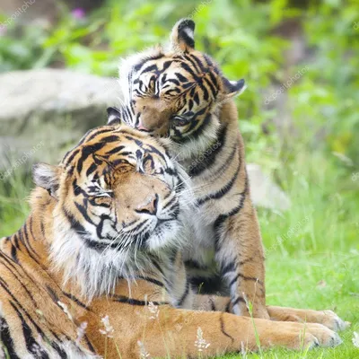 ⬇ Скачать картинки Тигры любовь, стоковые фото Тигры любовь в хорошем  качестве | Depositphotos