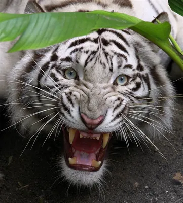 Люди провоцируют хищника сами: охотоведы о нападениях тигра в Приморье -  UssurMedia