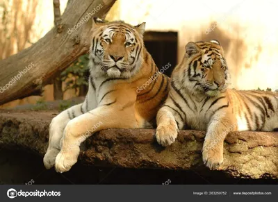 Обои на монитор | Животные | Тигрица, тигренок, красота, Любовь, ласка