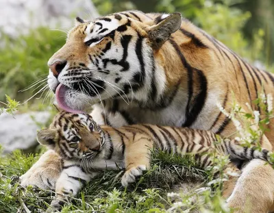 Тигры в Парке Белый Лев полюбуетесь на подвижных, ловких животных