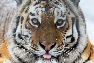 Тигр белый (47 лучших фото)