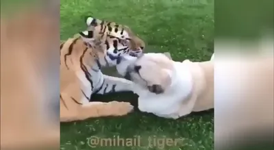 Лев и тигр вместе - 73 фото