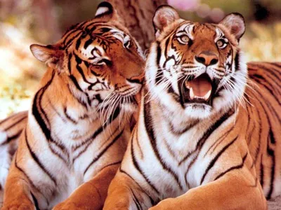 Тигр и тигрица - 80 фото