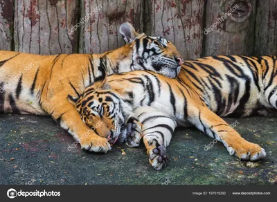 Тигрица с тигрятами в зарослях джунглей - обои на рабочий стол