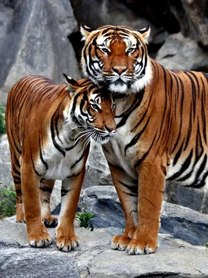 Обои тигр, тигров, love, раздел Животные, размер 1600x1200 - скачать  бесплатно картинку на рабочий стол и телефон