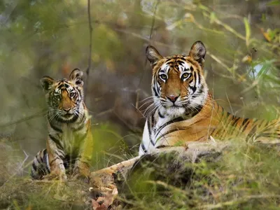 Лев и тигр арт - 32 фото