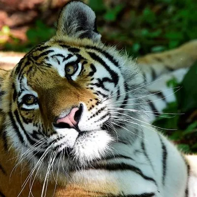 Новогодняя открытка с тигром - 71 фото