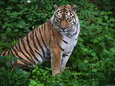 Белая тигрица | Смотреть 47 фото бесплатно