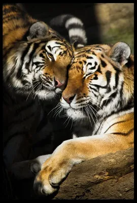 Тигр и тигрица - обои для рабочего стола, картинки, фото