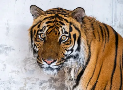 Тигрица, найденная израненной в Приморье, переезжает в московский зоопарк |  ОБЩЕСТВО | АиФ Владивосток