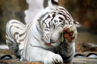 Тигры в Парке Белый Лев полюбуетесь на подвижных, ловких животных