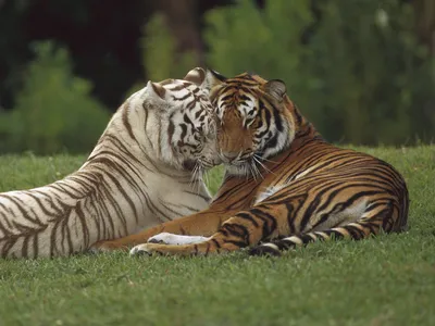 Тигр и тигрица, широкоформатные обои, картинки, фото 1440x900