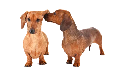 Карликовая такса (миниатюрная такса, мини-такса) — описание породы собаки  от А до Я