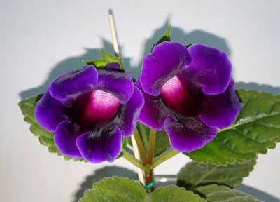 Продам комнатное растение в Барнауле, Тидея фиолетовая молодой кустик  первое цветение — Доска объявлений УниДоски