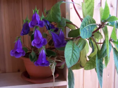 Комнатное растение Тидея фиолетовая в дар (Москва). Дарудар