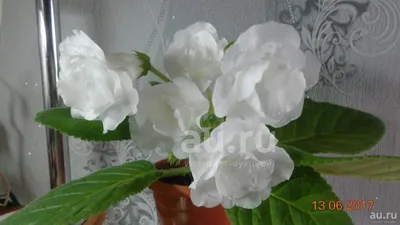 Глоксиния (тидея) махровая белая - лист. — купить в Красноярске. Горшечные  растения и комнатные цветы на интернет-аукционе Au.ru