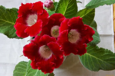 Комнатные цветы цветущие колокольчиками - 68 фото