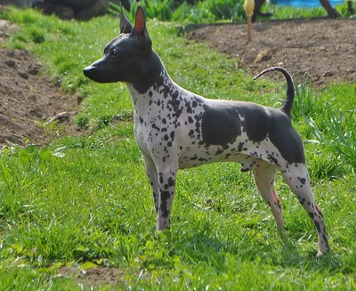 Toy terrier. Русский той | Vilnius