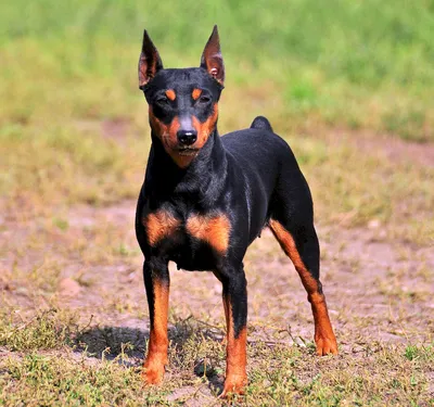 Английский той-терьер (English toy terrier) (Породы собак) английский той  терьер фото, английский той терьер купить, порода английский терьер,  английские породы собак, той терьер фото, той терьер описание Энциклопедия  о животных EGIDA.BY