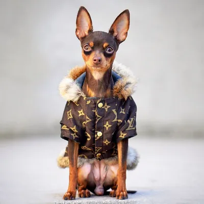 toy_terrier #той_терьер #шоколадный_окрас #коричневый #отличная_голова  #изящный #грация #brown_and-tan #min… | Super cute puppies, Cute animals,  Chihuahua puppies