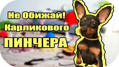 Русский карликовый той терьер (50 фото) - картинки sobakovod.club