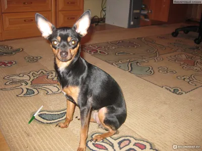Порода собак карликовый пинчер и ее характеристики с фото