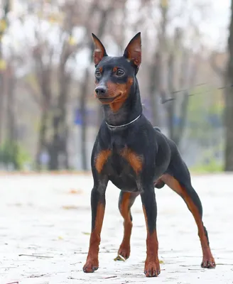 https://vk.com/dobermanpincherko