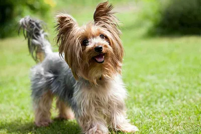 Порода собак Йоркширский терьер: внешний вид, уход - ZOO