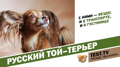 Русский той-терьер: все о собаке, фото, описание породы, характер, цена