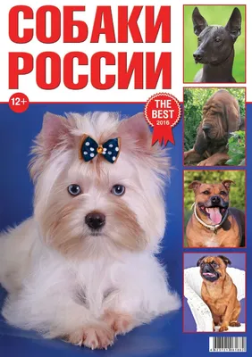 Calaméo - Собаки России 2016