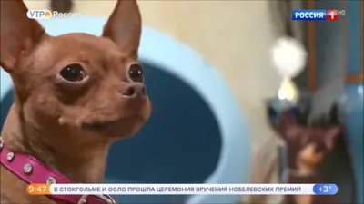 Русский той - все о собаке, 6 минусов и 11 плюсов породы