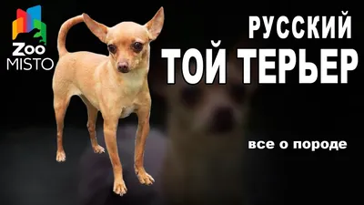 Русский Той Терьер - Все о породе собаки | Собака породы - Русский Той  Терьер - YouTube