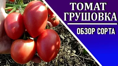 Какие томаты посадить Томат ГРУШОВКА полный обзор сорта и мои впечатления о  сорте - YouTube