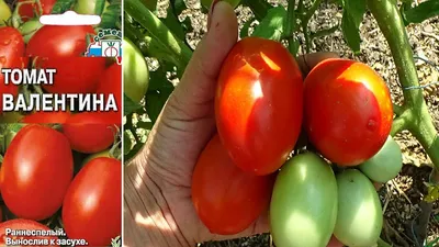 Какие томаты посадить Томат ГРУШОВКА полный обзор сорта и мои впечатления о  сорте - YouTube