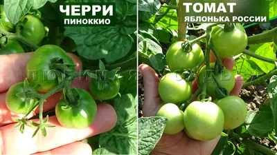 Как выращивать помидоры в открытом грунте | Любимая усадьба | Дзен