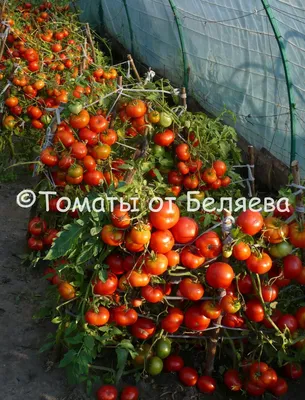 Низкорослые томаты • Для Теплиц, Открытого грунта, Описания, Отзывы