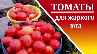 Какие томаты сажать на юге России - YouTube