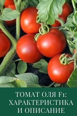 410 Томати ideas | овочі, помідори, рослини