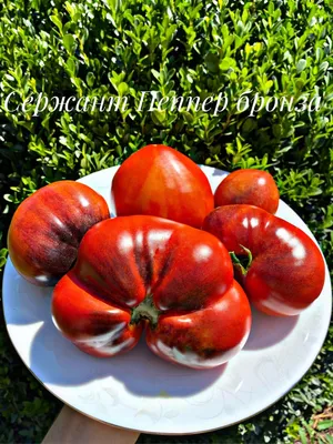Сорта помидоров для выращивания в теплицах в Сибири