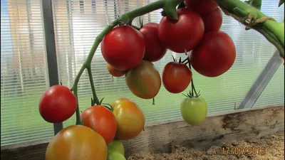 Малиновое приключение 2016 (обзор и сравнение малиновых сортов) - Страница  8 - Сорта томатов - tomat-pomidor.com - форум